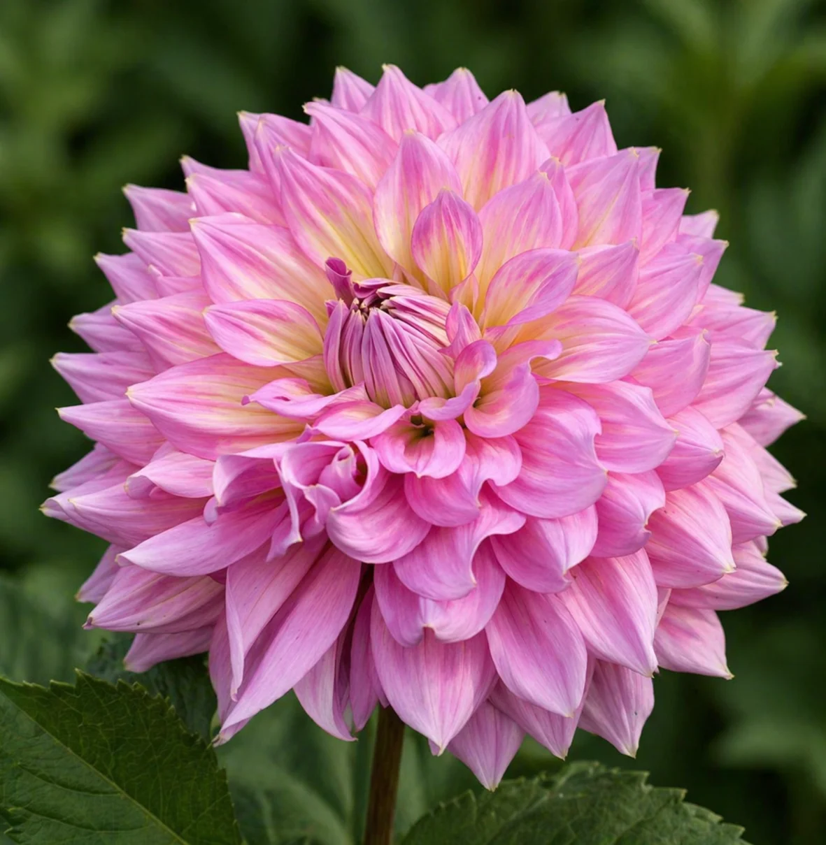 Strawberry Ice dahlia β community photo