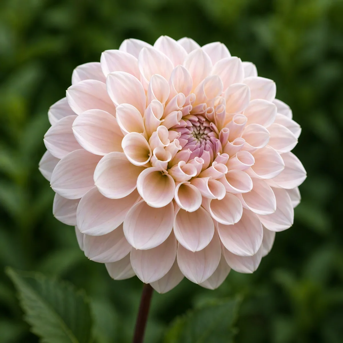 Sweet Nathalie dahlia β community photo
