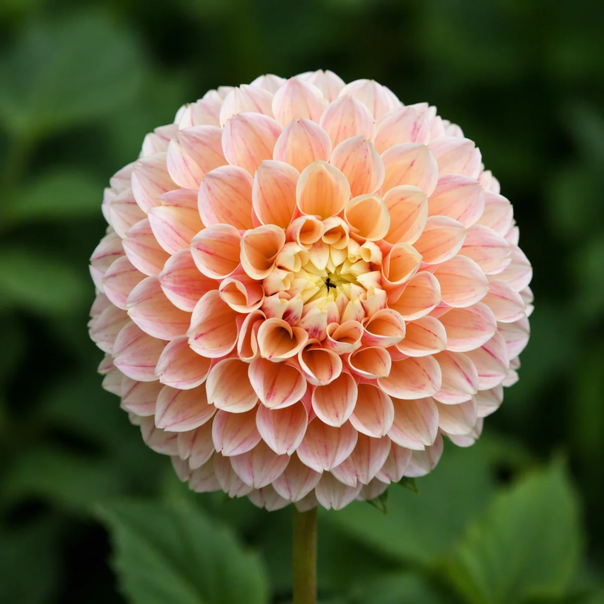 Sweet Suzanne dahlia β community photo