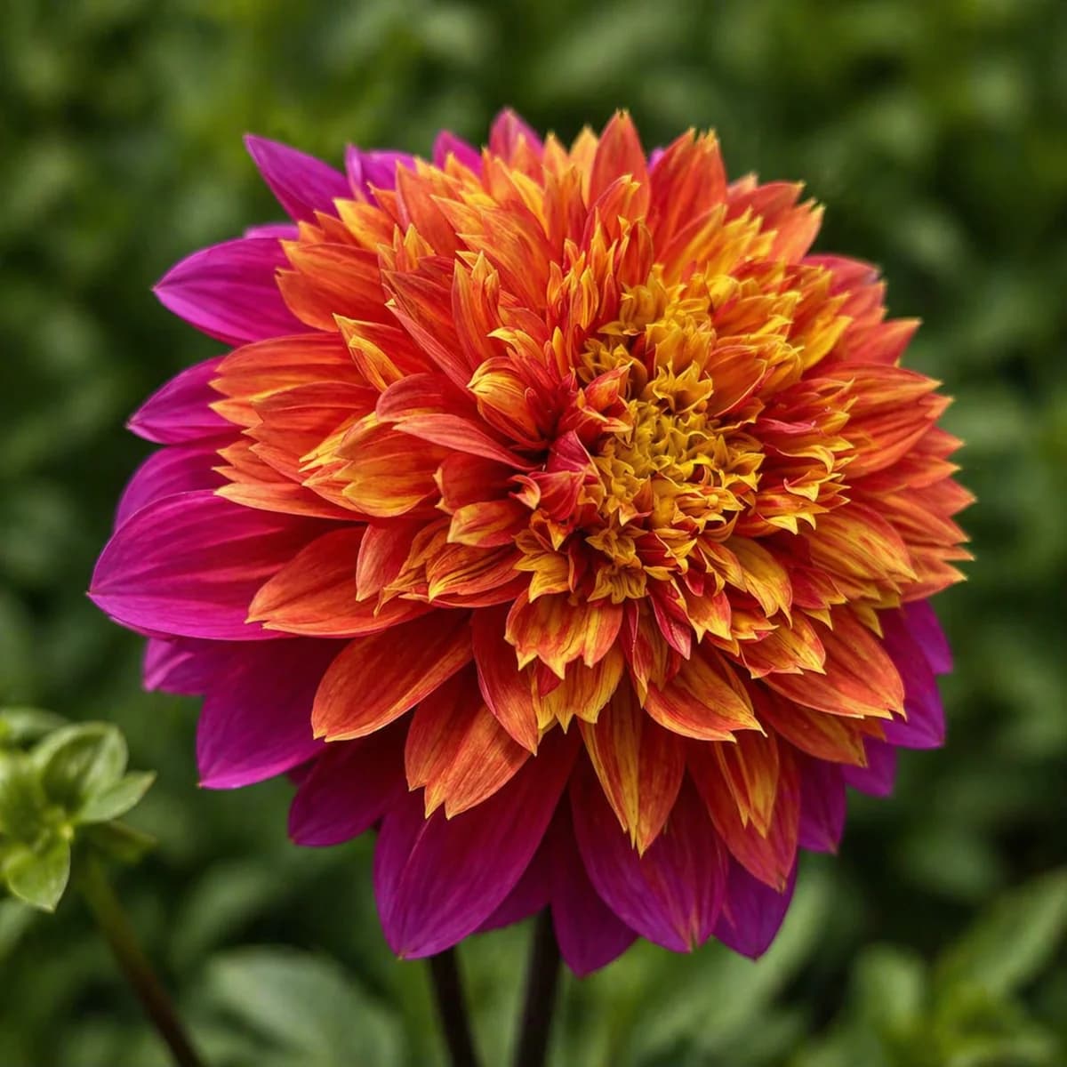 Wannabee dahlia — community photo