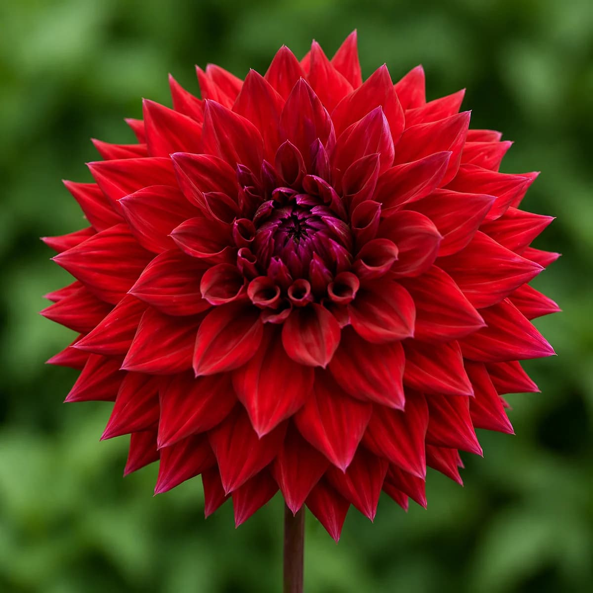 Zorro dahlia — community photo