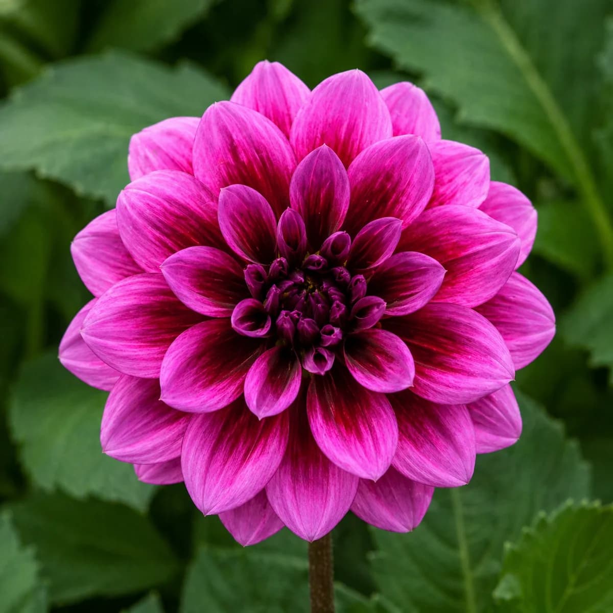 Darlin' dahlia — community photo