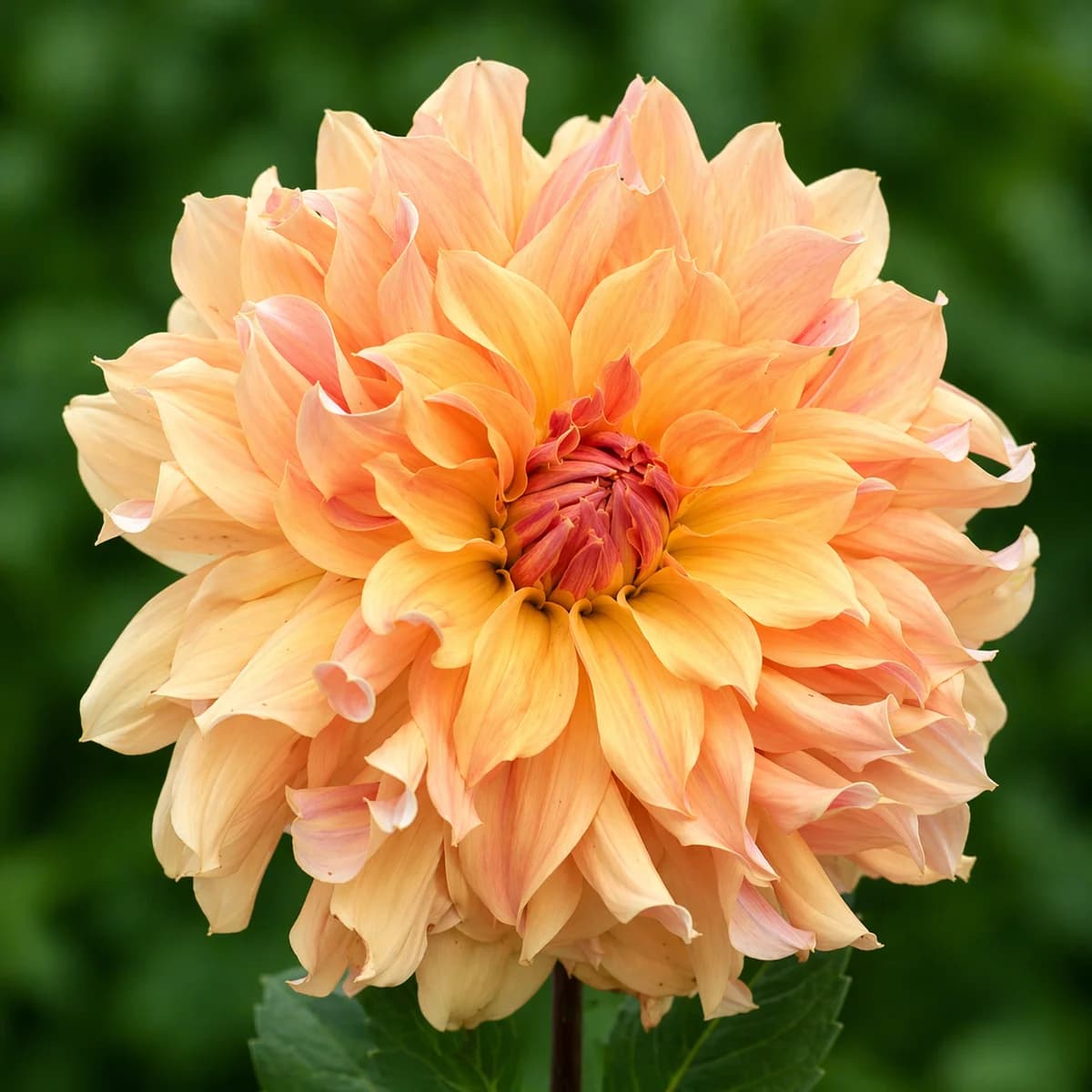 Big Brother dahlia — community photo