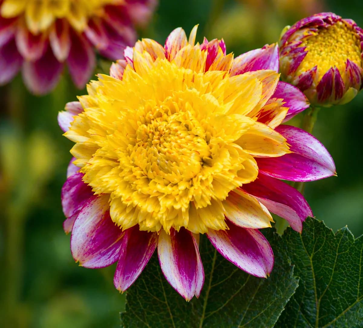 Boogie Woogie dahlia — community photo