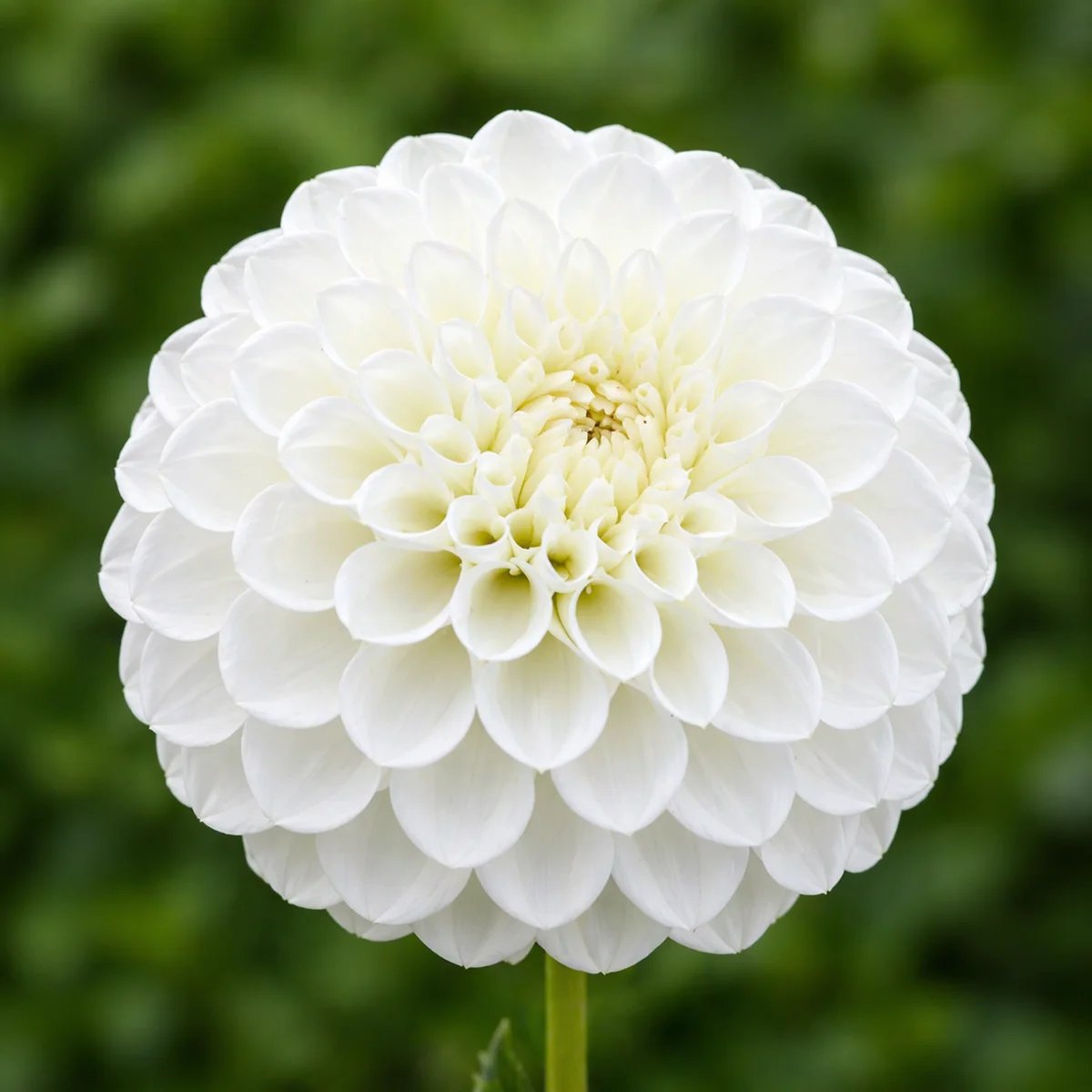 Boom Boom White dahlia β community photo