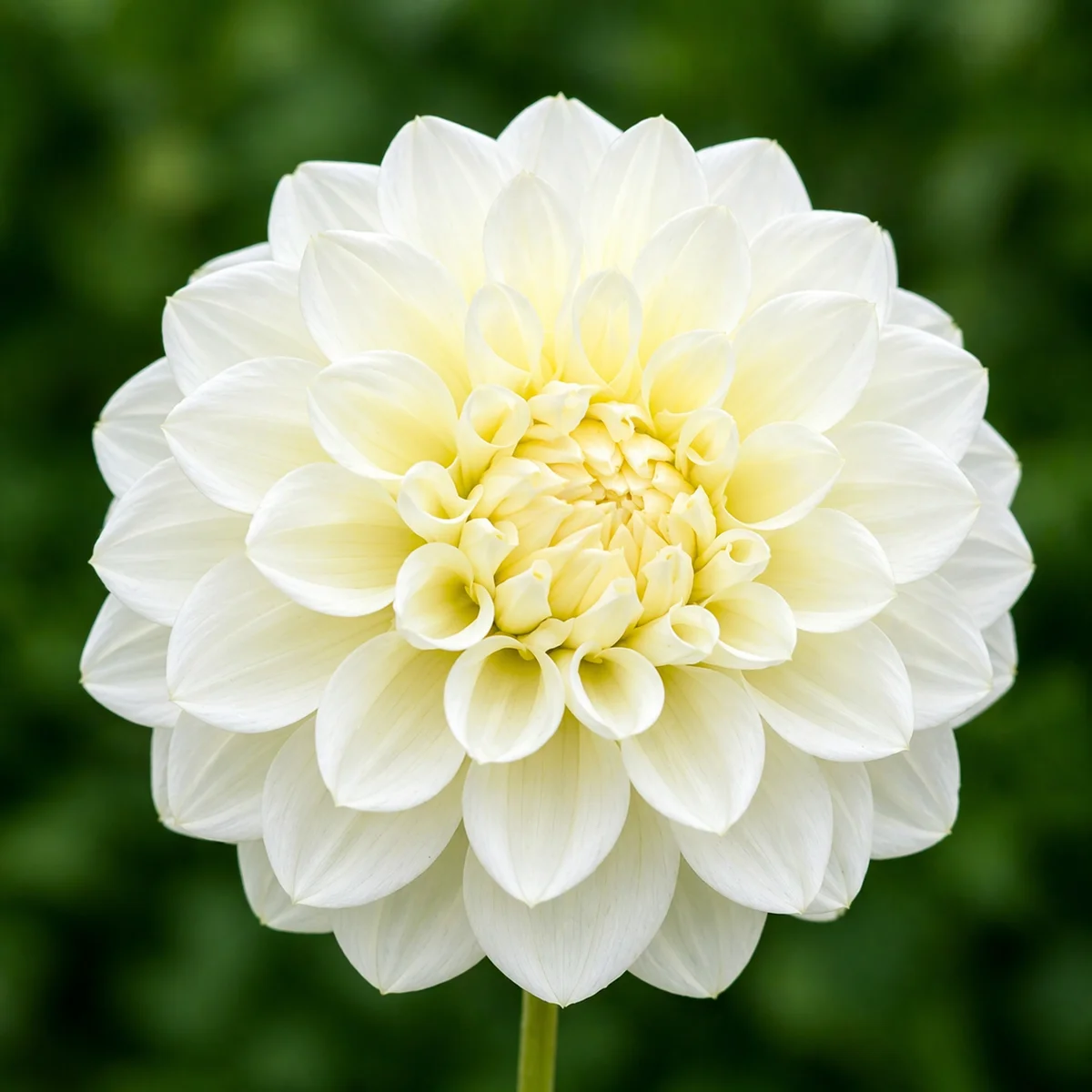Bride to Be dahlia β community photo