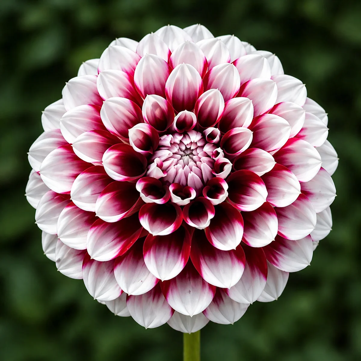 Checkers dahlia — community photo