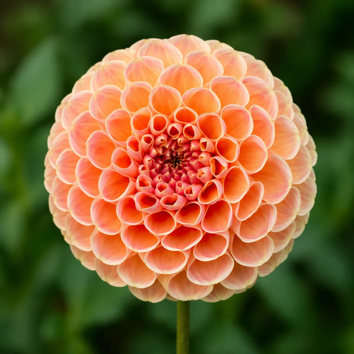 Crichton Honey dahlia β community photo