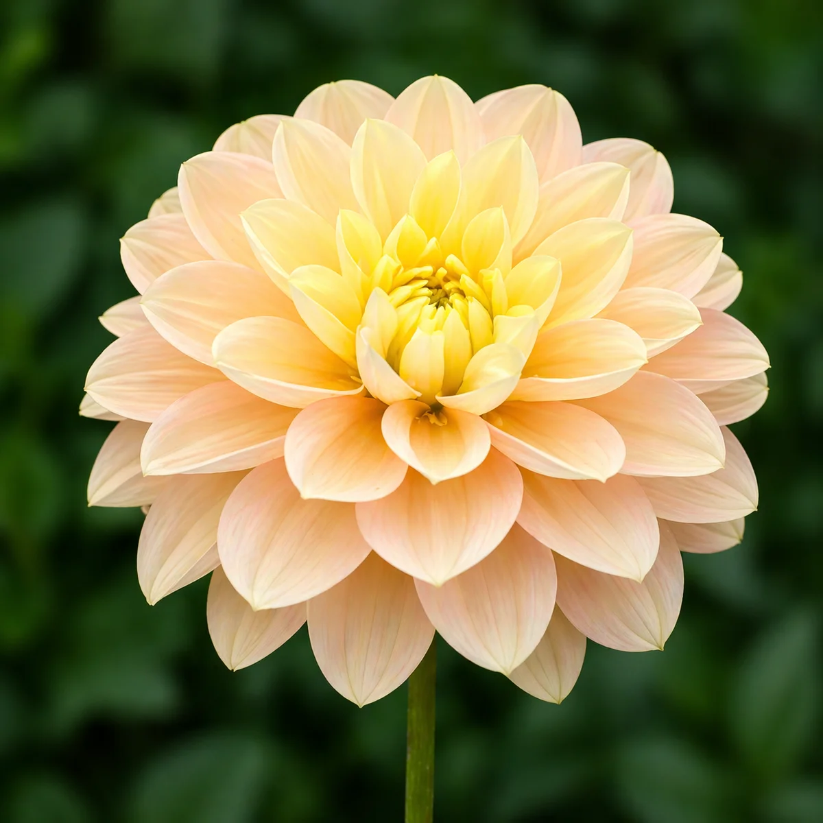 Day Dreamer dahlia β community photo