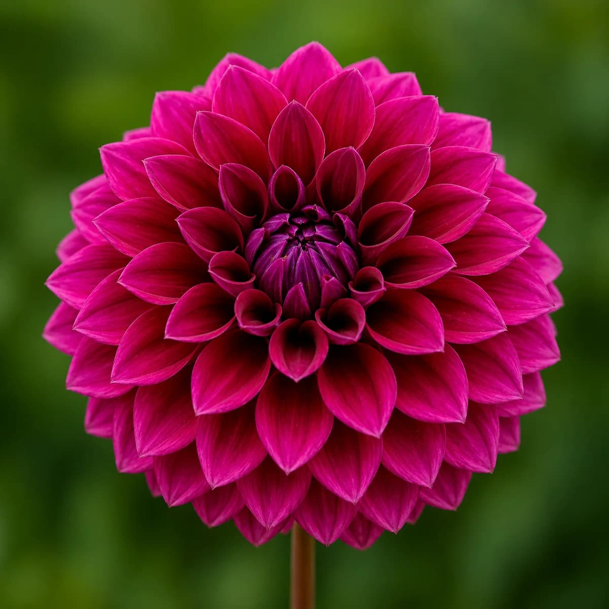 Diva dahlia β community photo