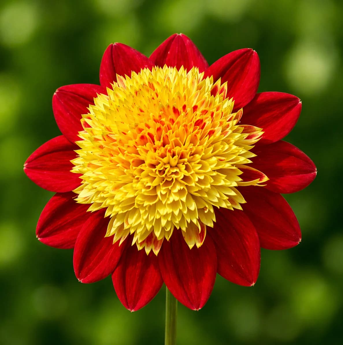 Alpen Fury dahlia β community photo