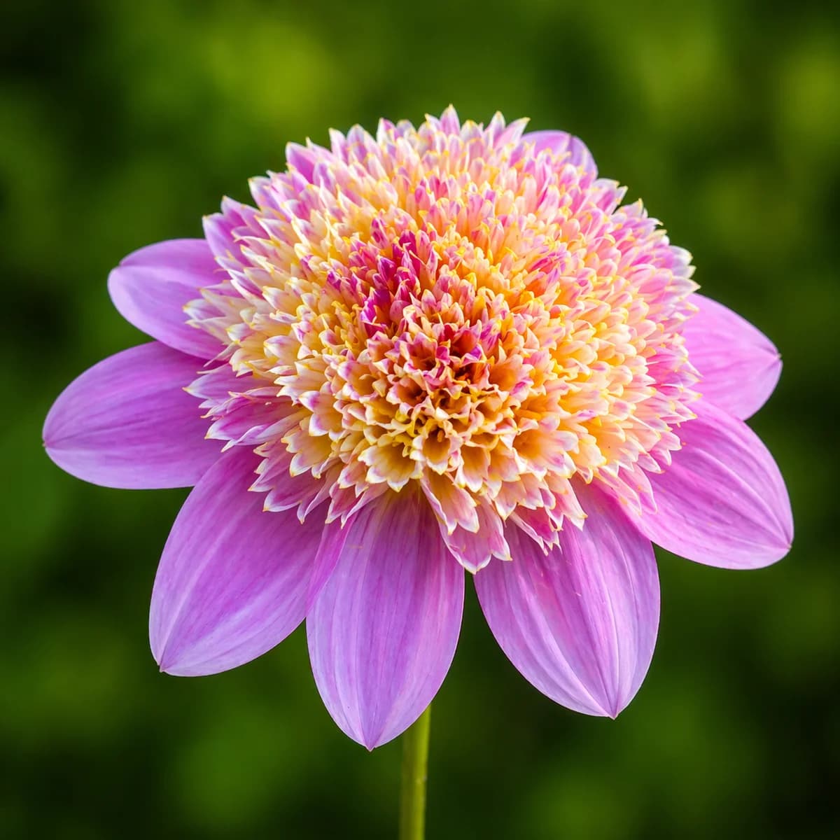 Alpen Pearl dahlia β community photo