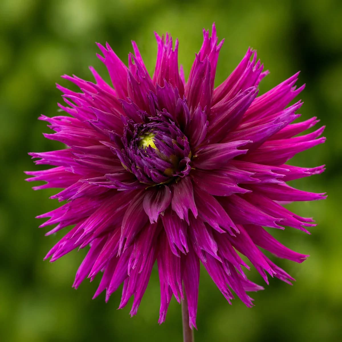 Ambition dahlia β community photo