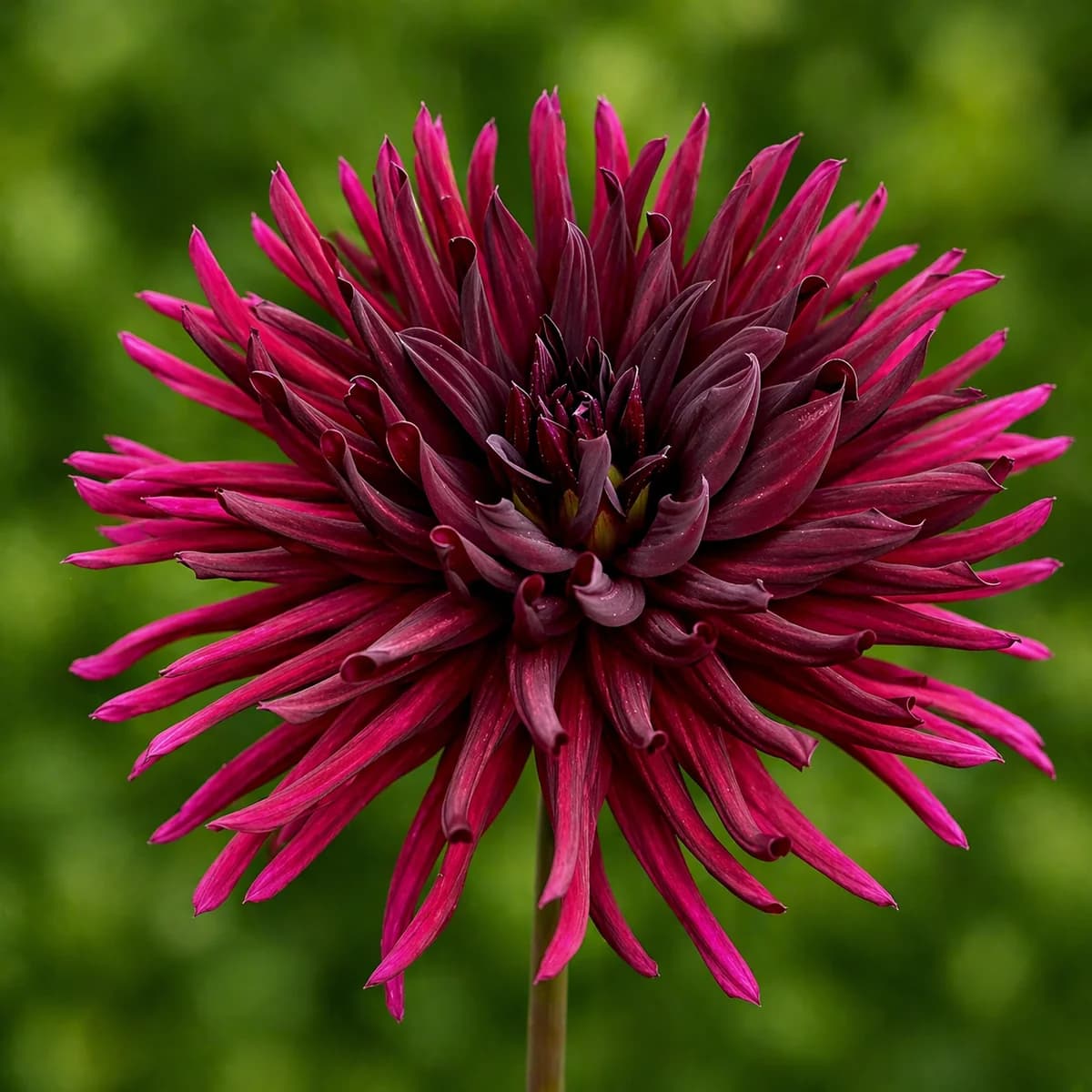 Black Spider dahlia β community photo