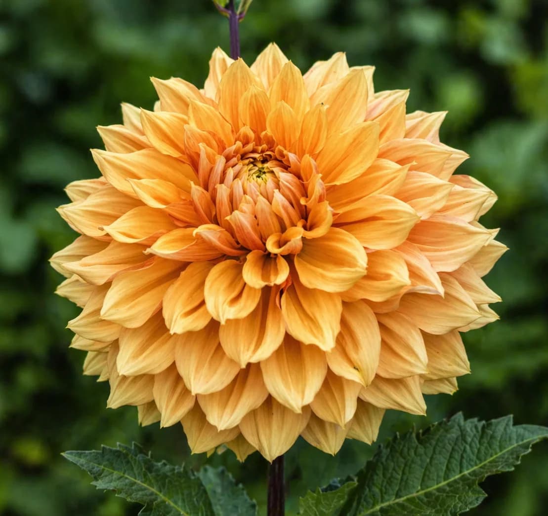 Ben Huston dahlia β community photo