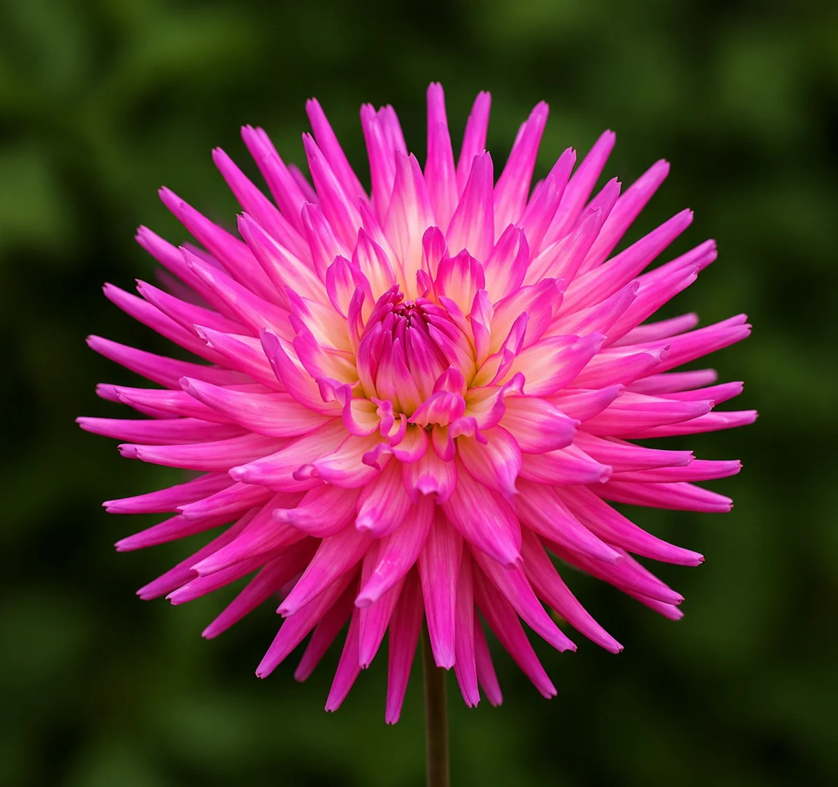 Bloomquist Be Still dahlia — community photo