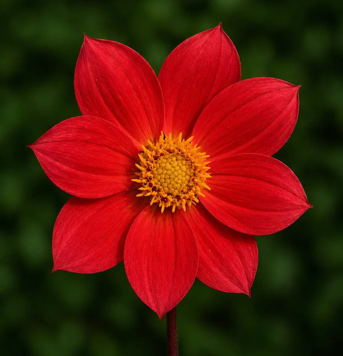 Bloomquist Cherish dahlia β community photo