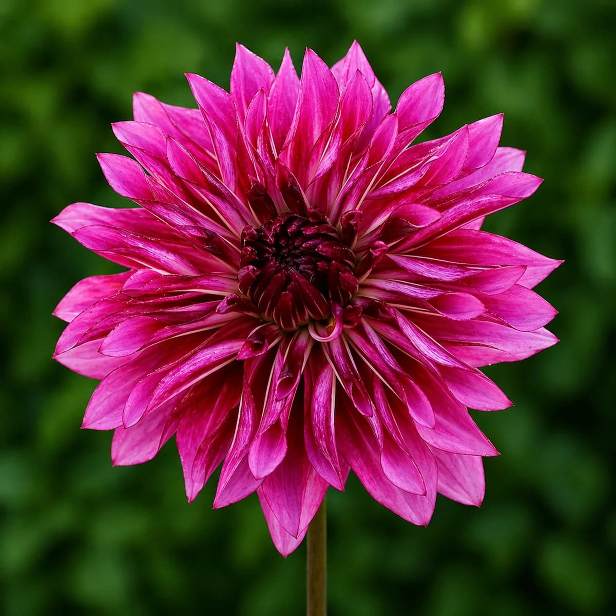 Bloomquist Exhilarating dahlia — community photo