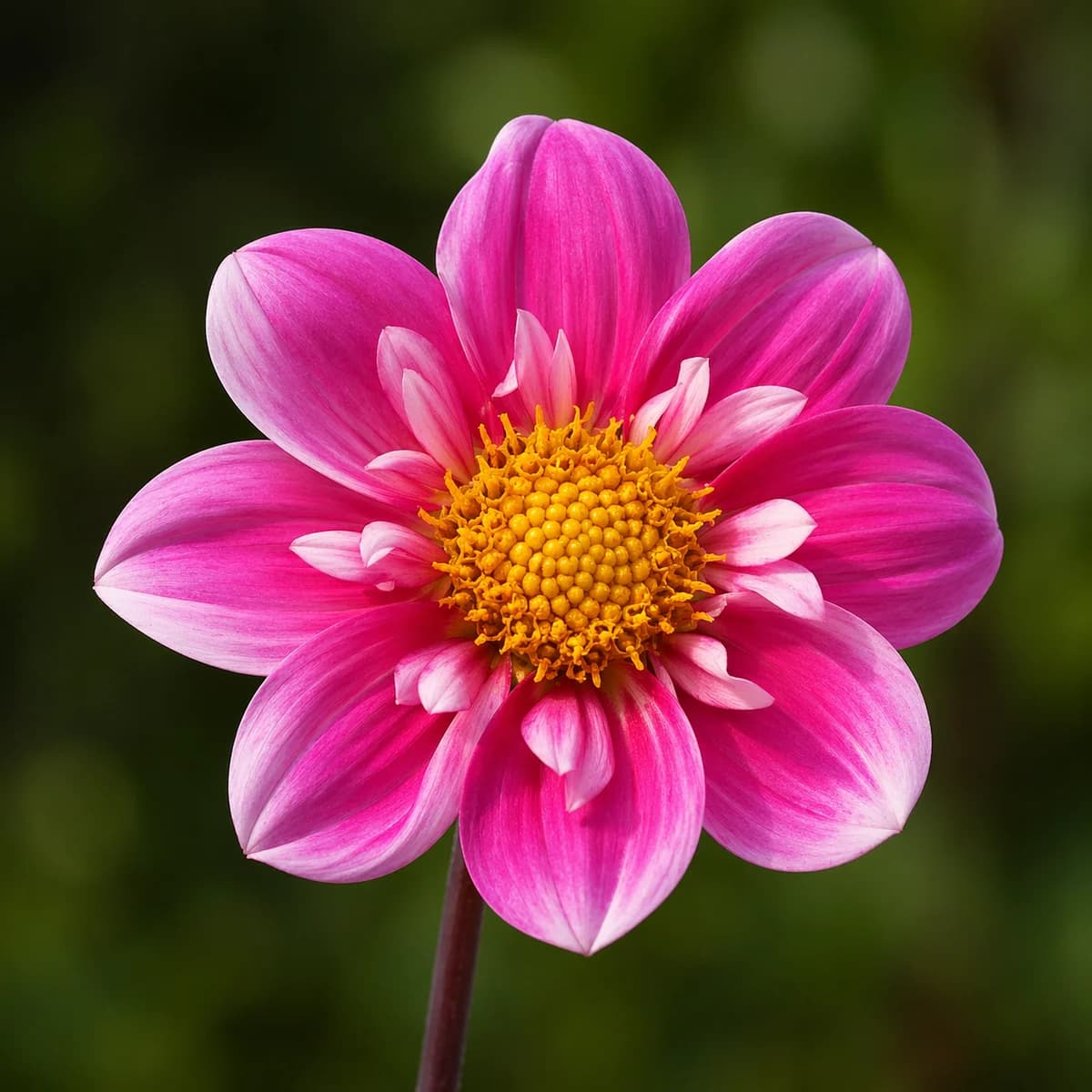 Ace of Hearts dahlia — community photo
