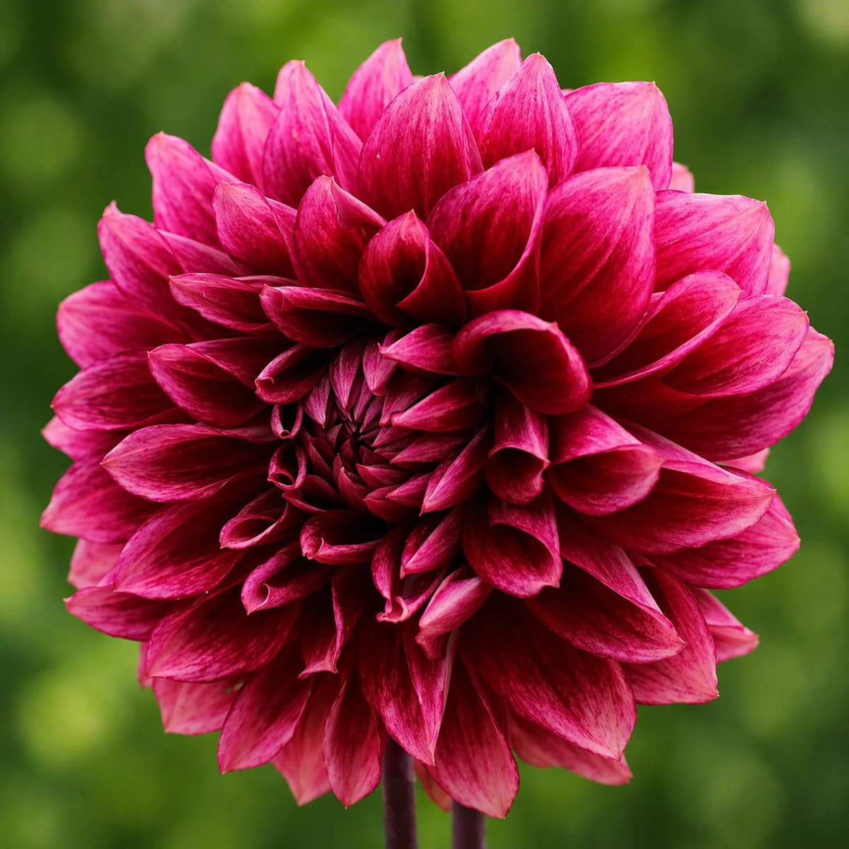 Bloomquist York dahlia β community photo