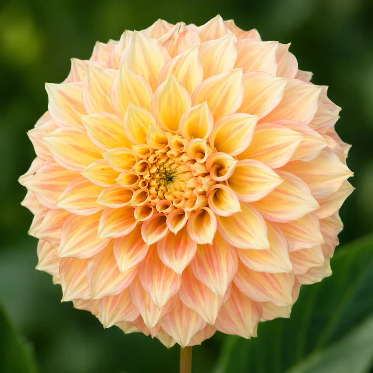 Bracken Sarah dahlia — community photo