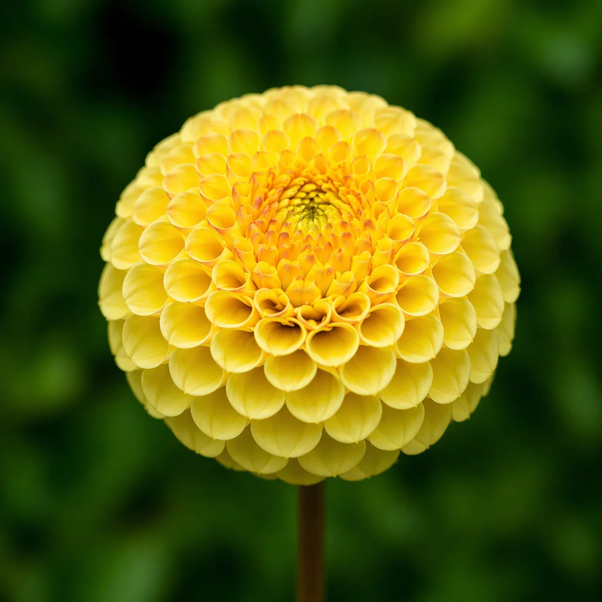 Buttercup dahlia β community photo