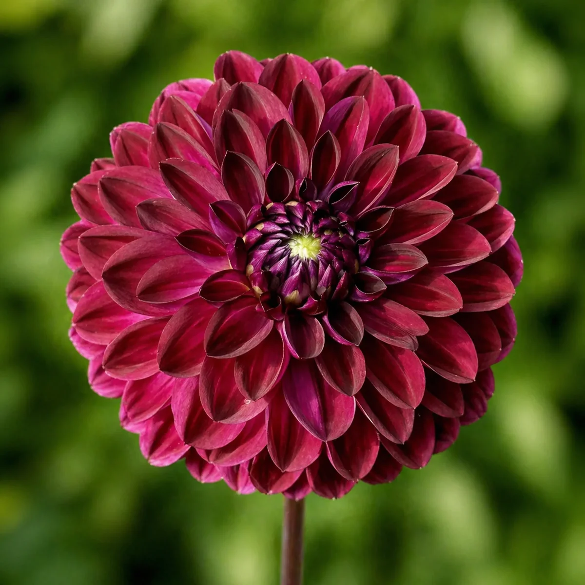 CDP Floriferous dahlia — community photo