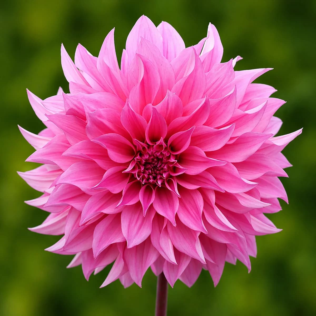 Cafe Au Lait Rose dahlia β community photo