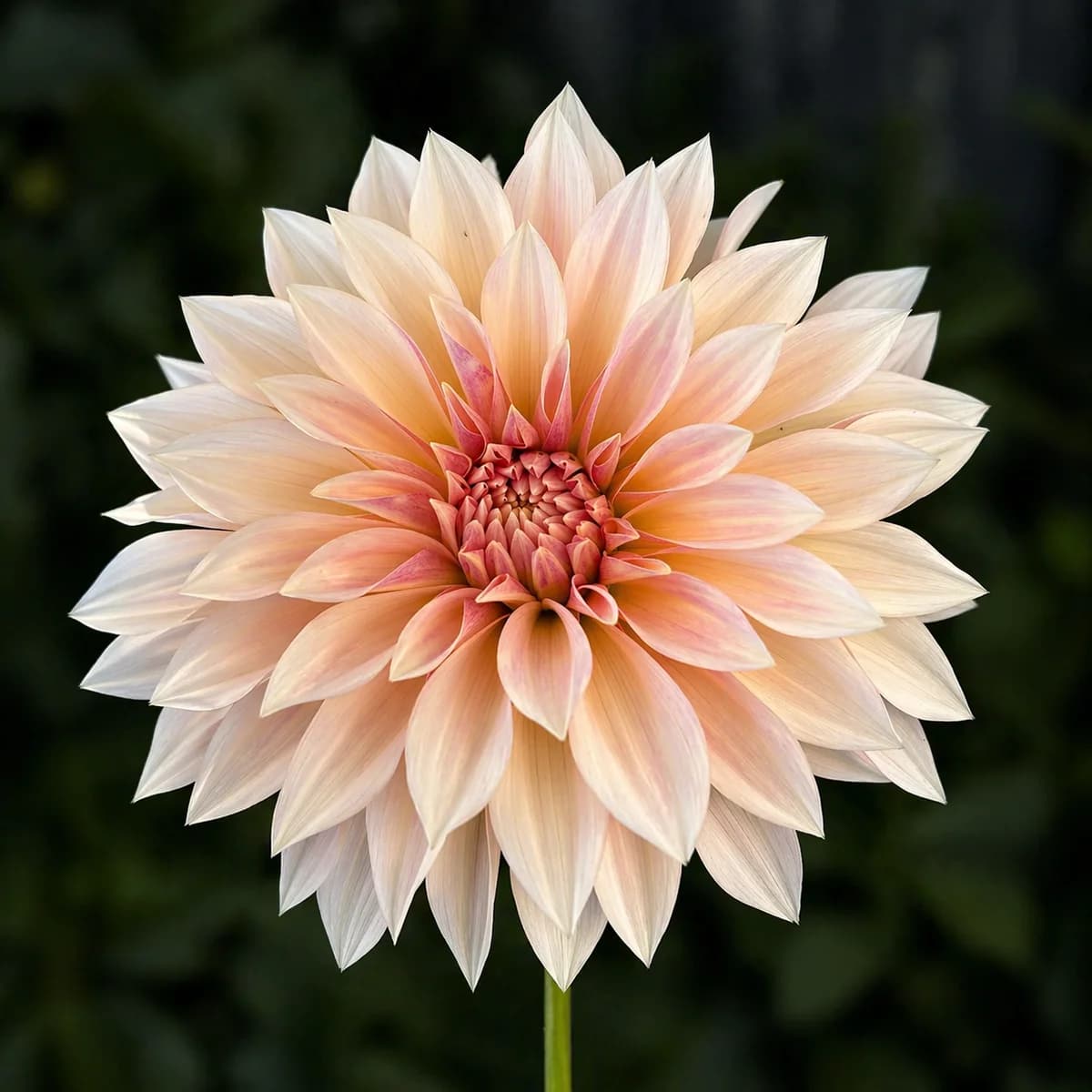 Cafe au Lait Mini dahlia — community photo