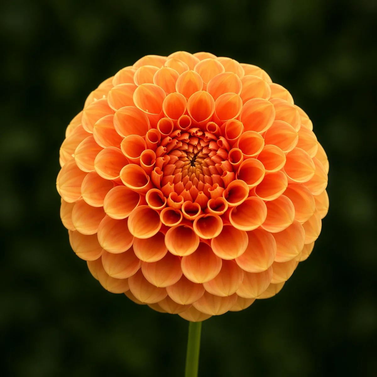 Camano Buz dahlia β community photo