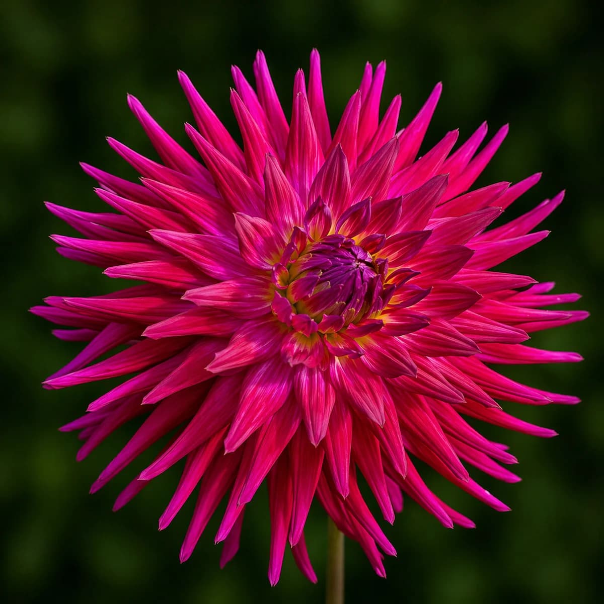 Camano Concord dahlia β community photo