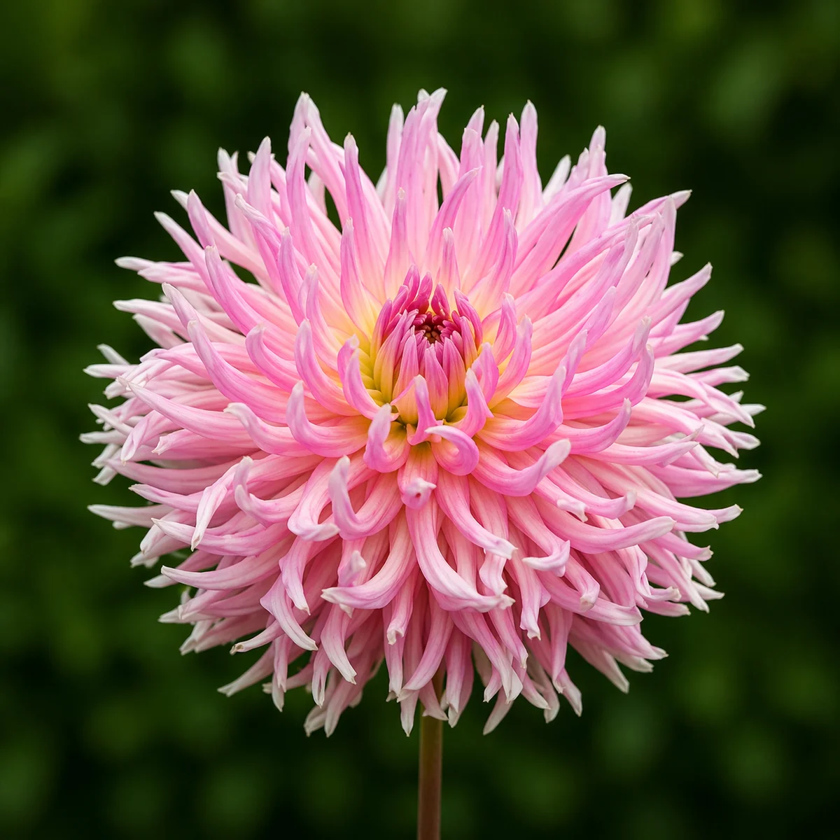 Camano Messenger dahlia β community photo