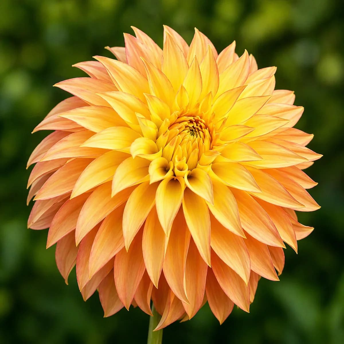 Camano Pet dahlia β community photo