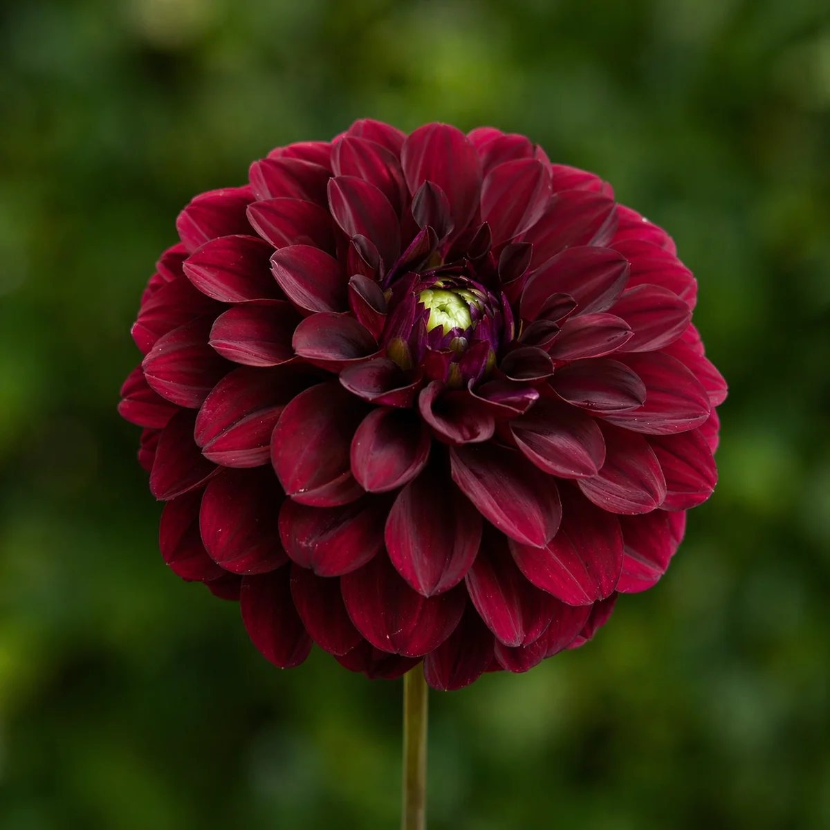 Camano Phantom dahlia β community photo