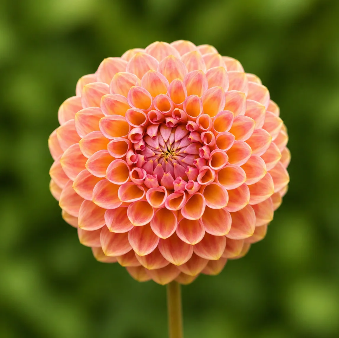 20th Ave Softer Peach dahlia — community photo