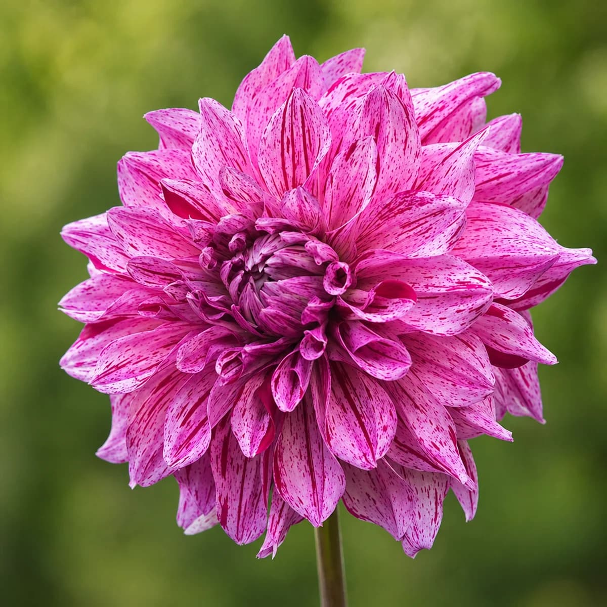 Alpen Pauline dahlia β community photo