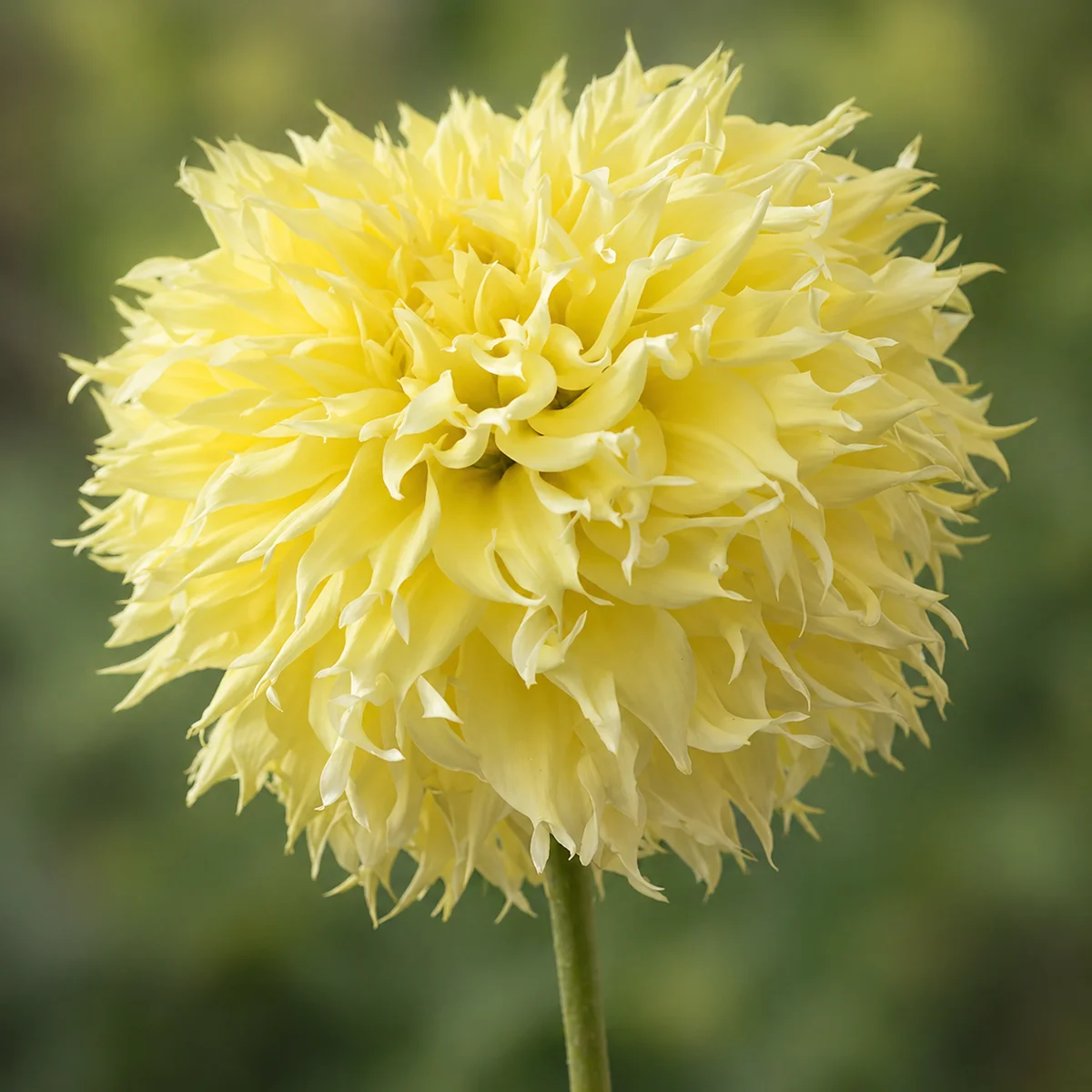 Big Guy Slice dahlia β community photo