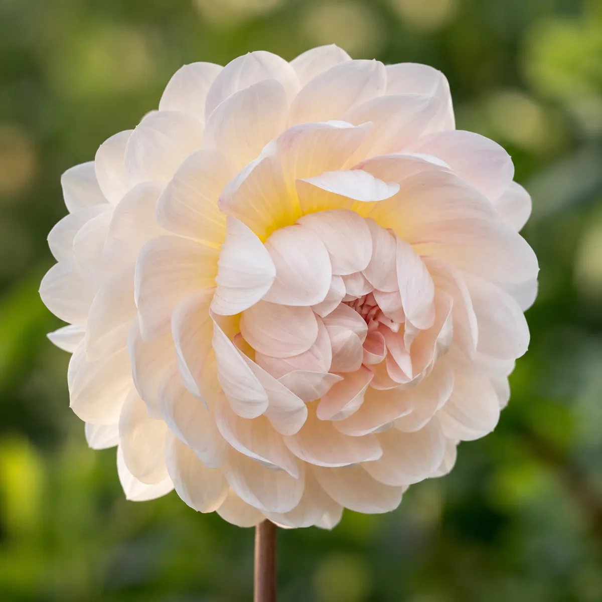 Kelgai Ann dahlia bloom