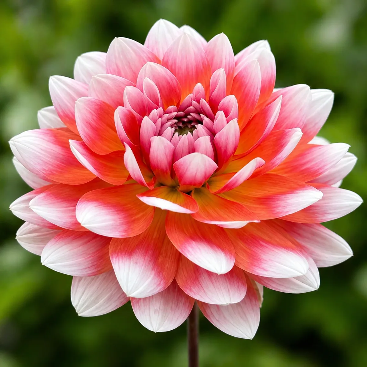 Summit Festival dahlia bloom