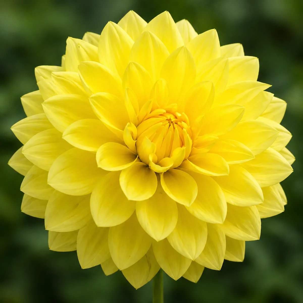 American Sun dahlia bloom