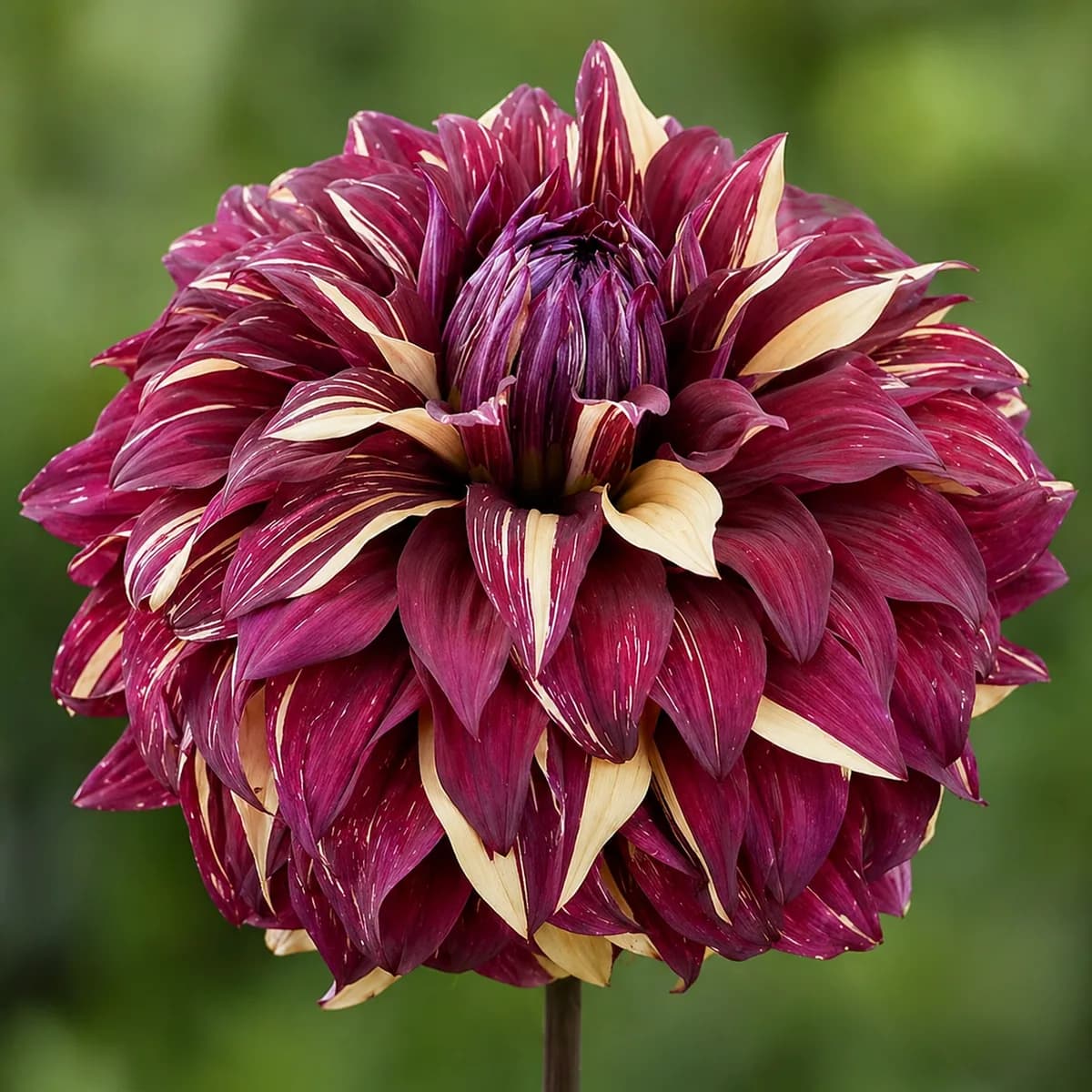 Bohemian Spartacus dahlia bloom