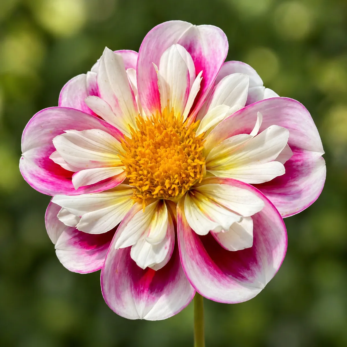 Bumble Rumble dahlia bloom