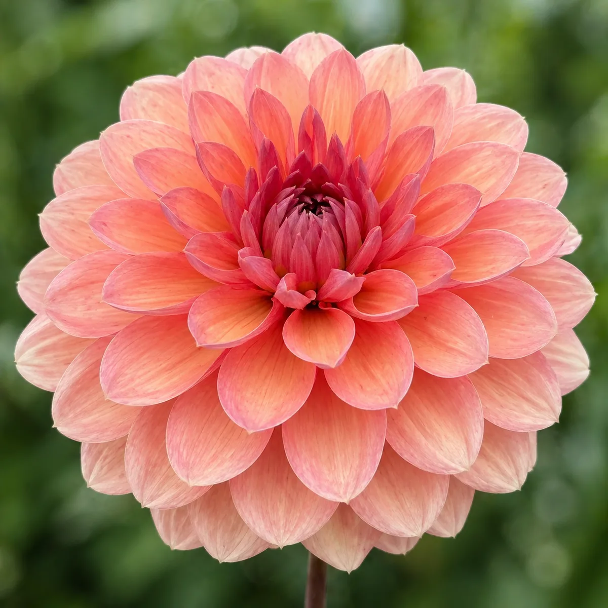 Chateau de la Bourdaisiere dahlia bloom