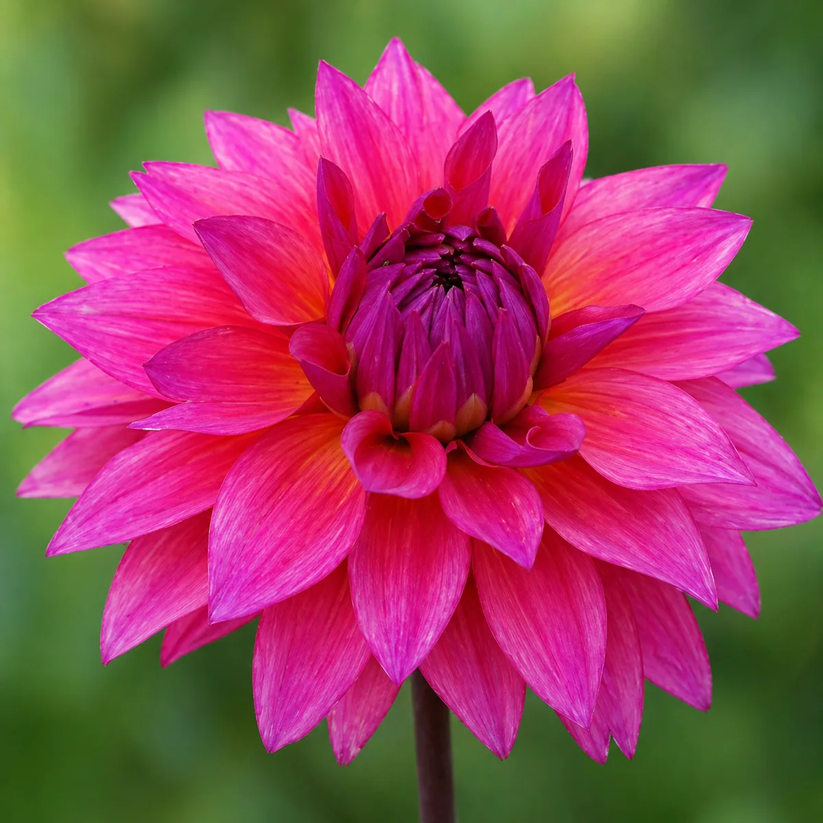 Feline Yvonne dahlia bloom