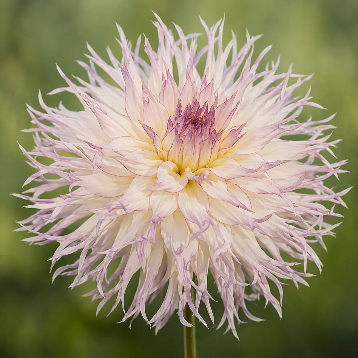 Jennie dahlia bloom