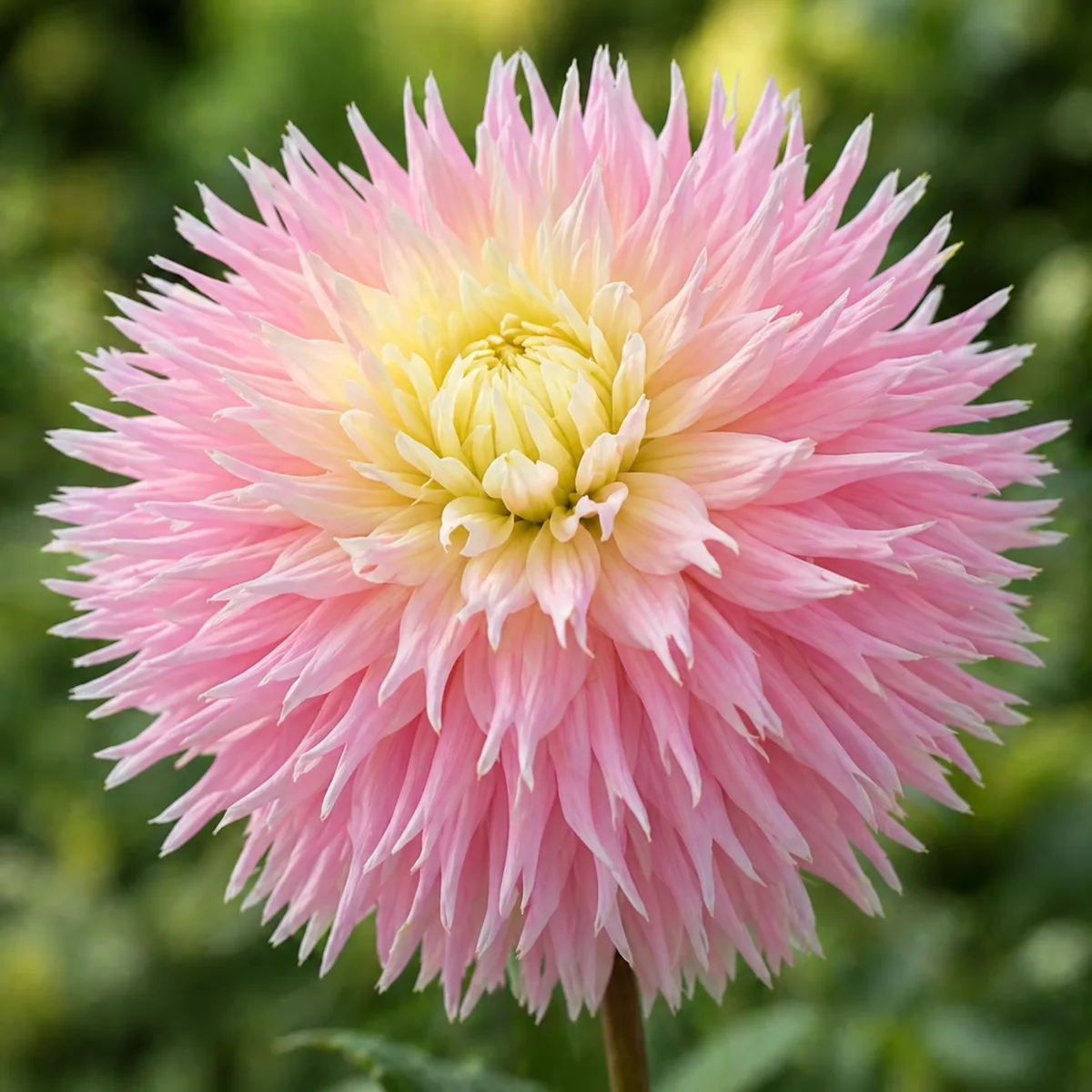 Just Married dahlia bloom