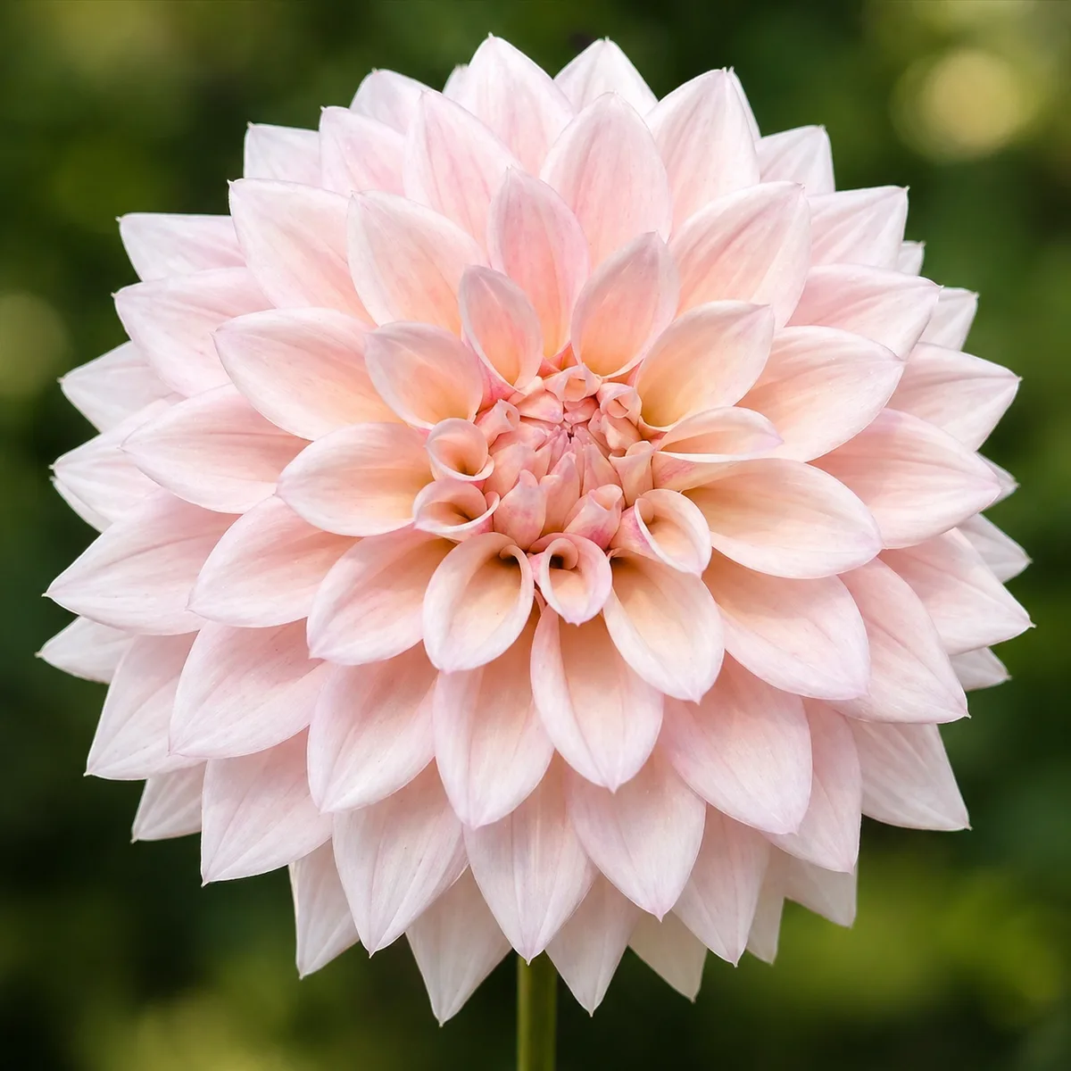 KA's Mocha Jake dahlia bloom