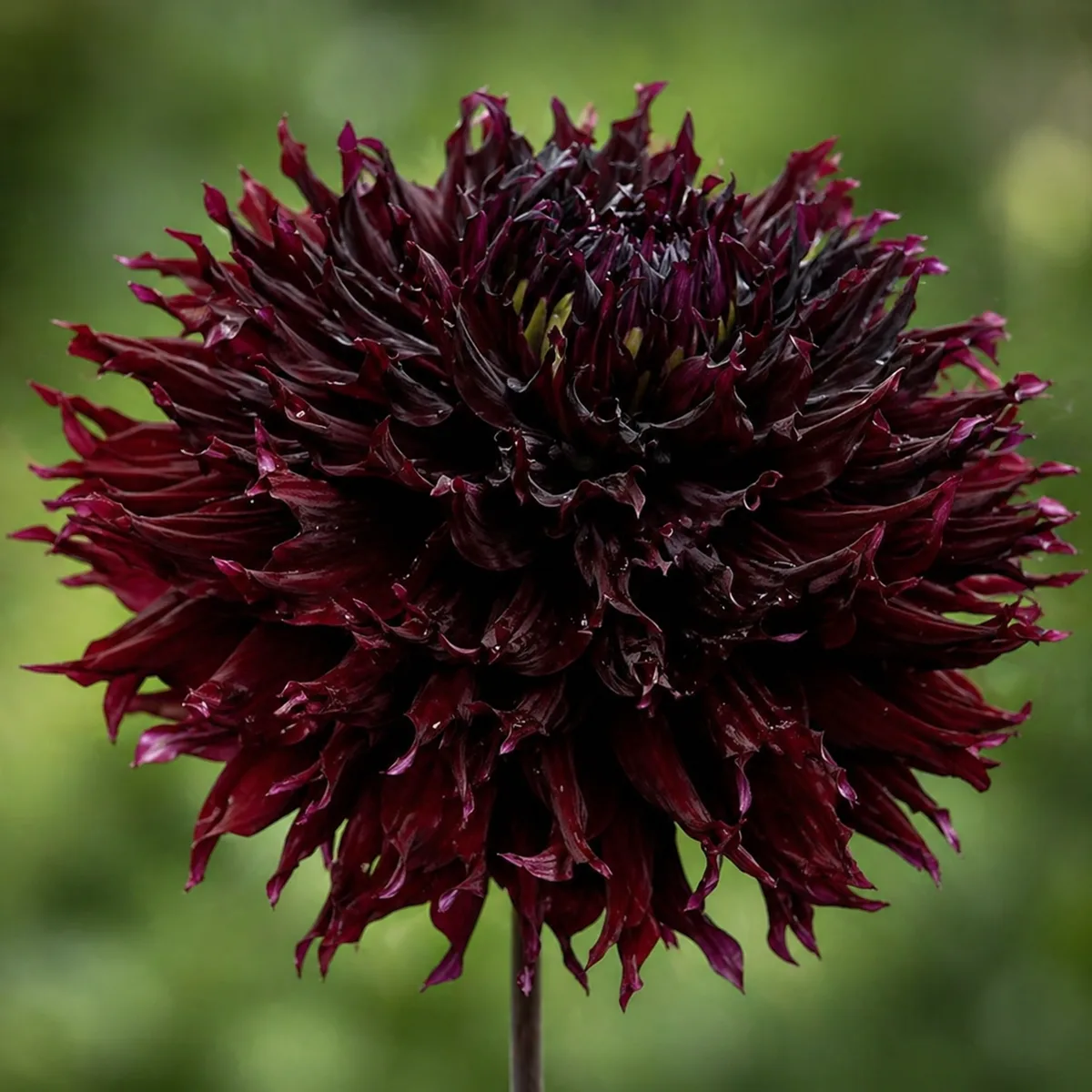 Kenora Macop-B dahlia bloom