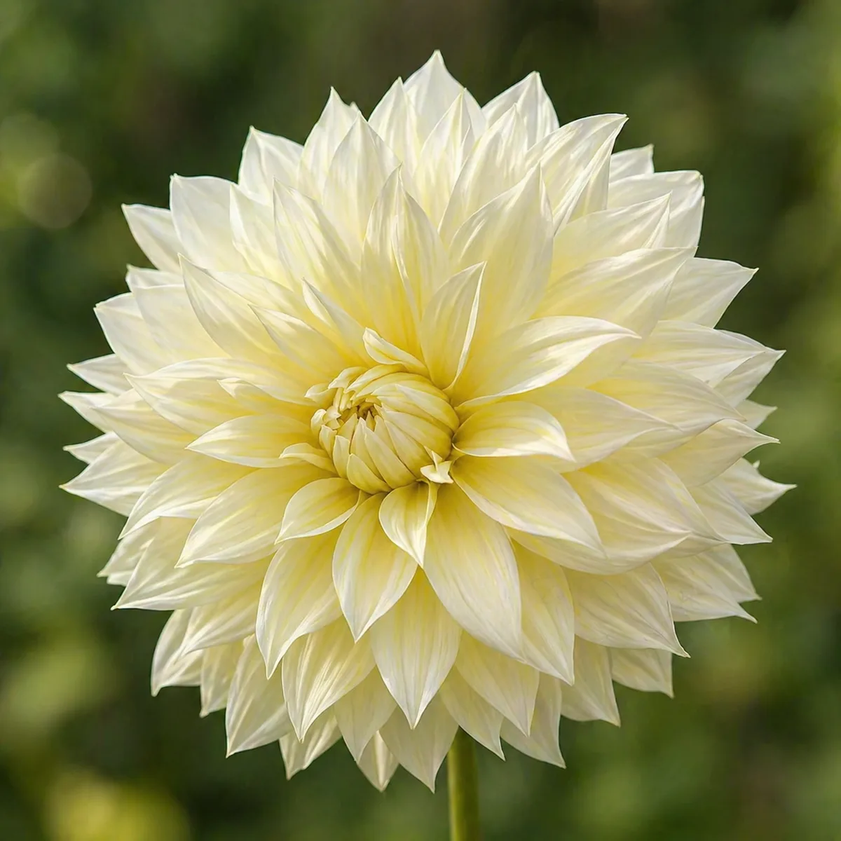 La Luna dahlia bloom