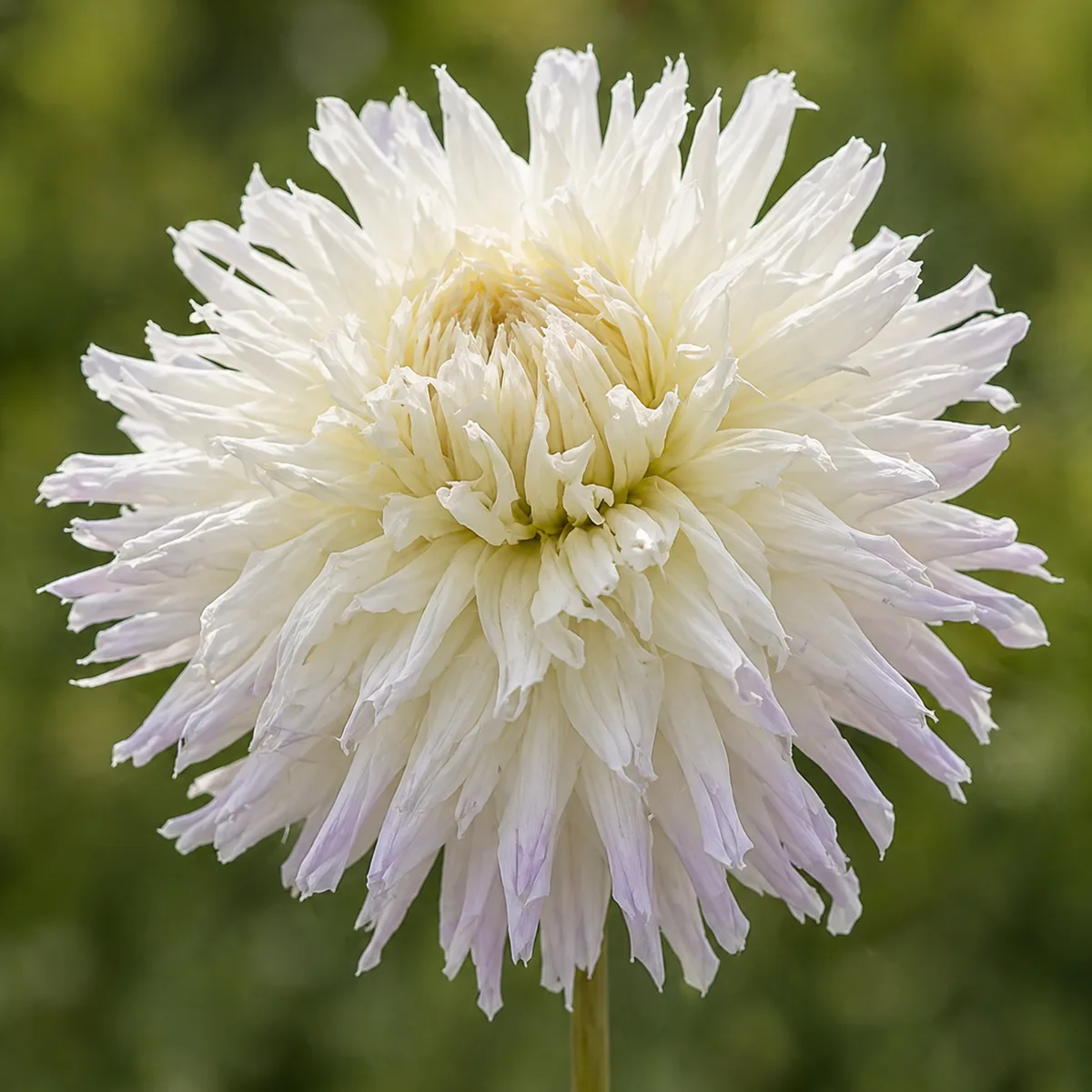 Magic Moment dahlia bloom